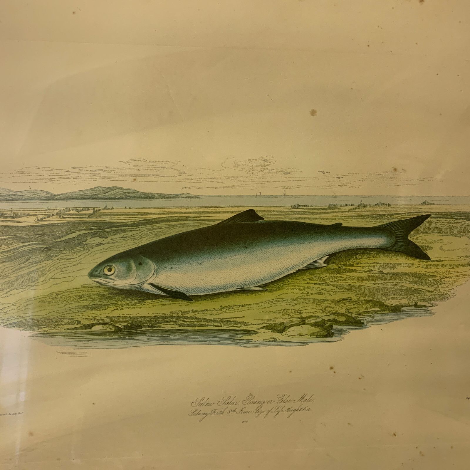 Original Hand Coloured Engraving W H Lizars Jardine Bart Salmon Maritime photo furniture