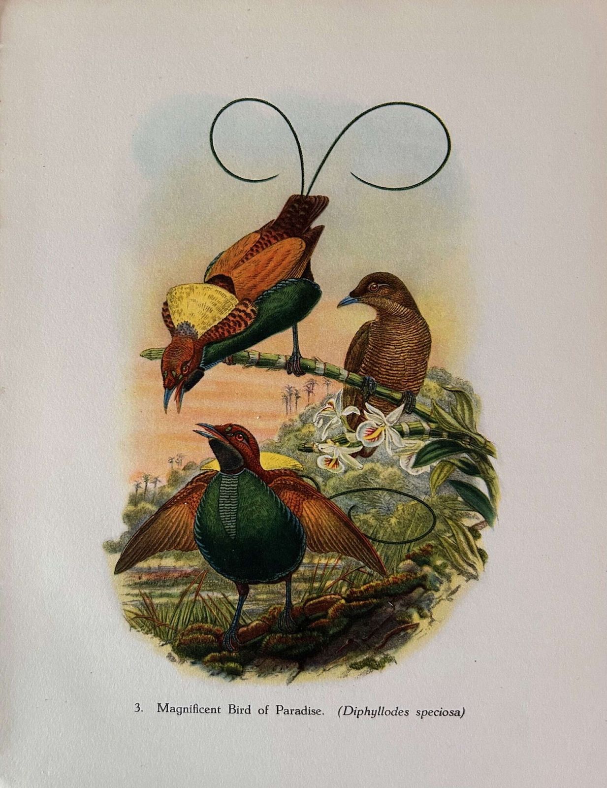 A Fabulous Set Of Six Tropical Bird Plates By John Gould 1948 (2) photo for sale