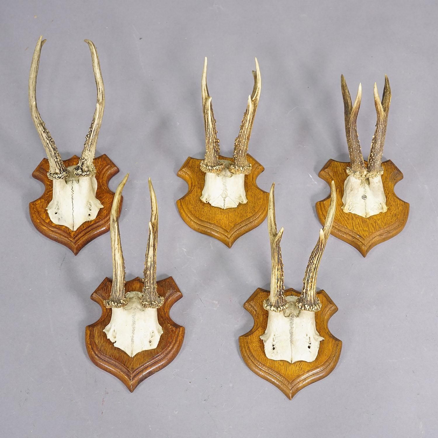 Set Of Five Roe Deer Trophies On Carved Plaques Germany Around 1920 photo furniture