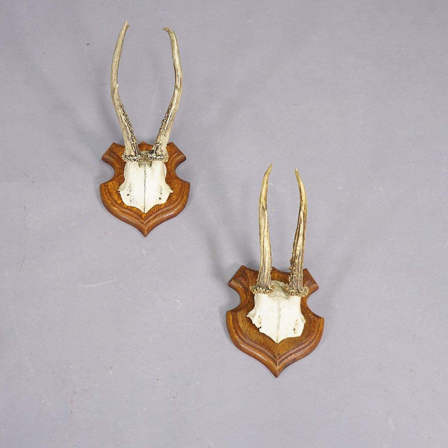 Set Of Five Roe Deer Trophies On Carved Plaques Germany Around 1920 photo Home Decor
