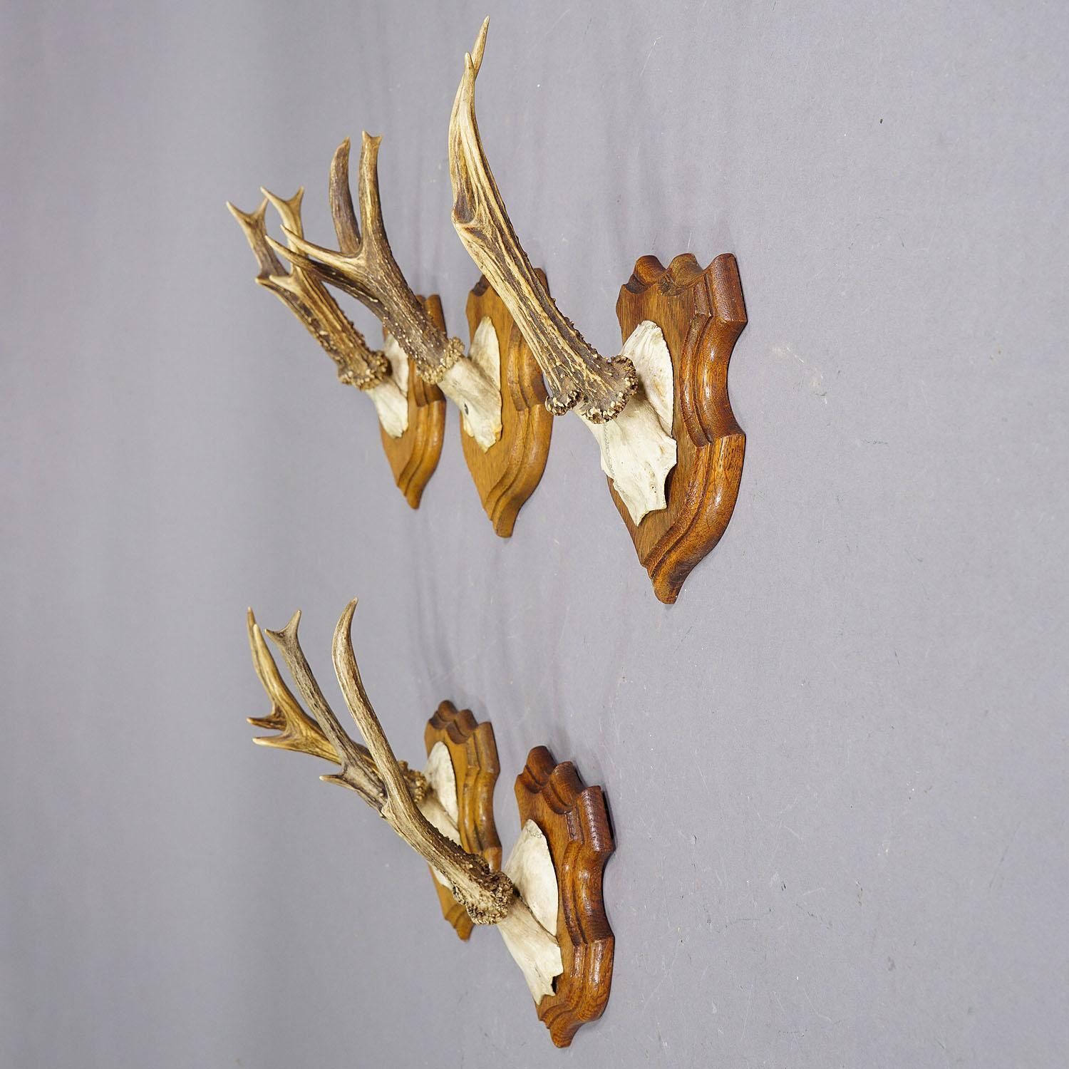 Set Of Five Roe Deer Trophies On Carved Plaques Germany Around 1920 photo 592.0