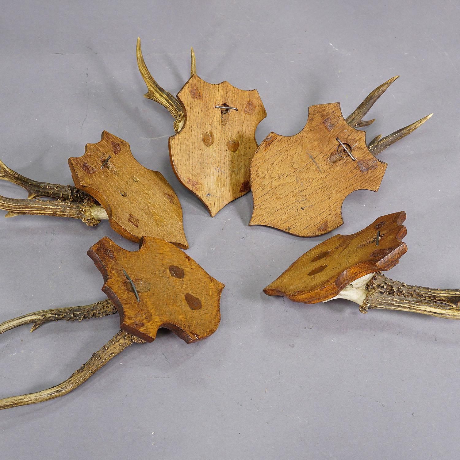 Set Of Five Roe Deer Trophies On Carved Plaques Germany Around 1920 photo vintage