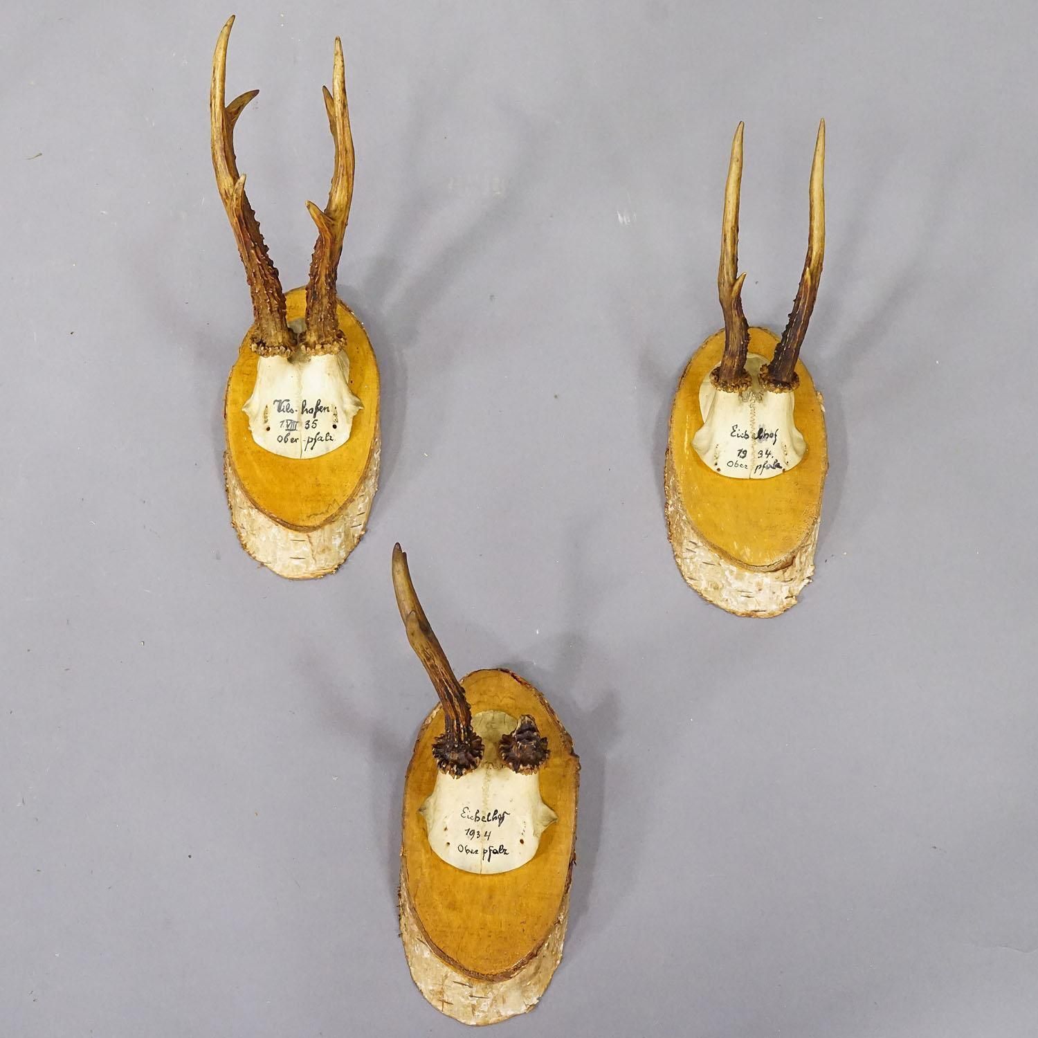 Set Of Six Roe Deer Trophies On Wooden Slices Germany Ca. 1930s photo Home Decor