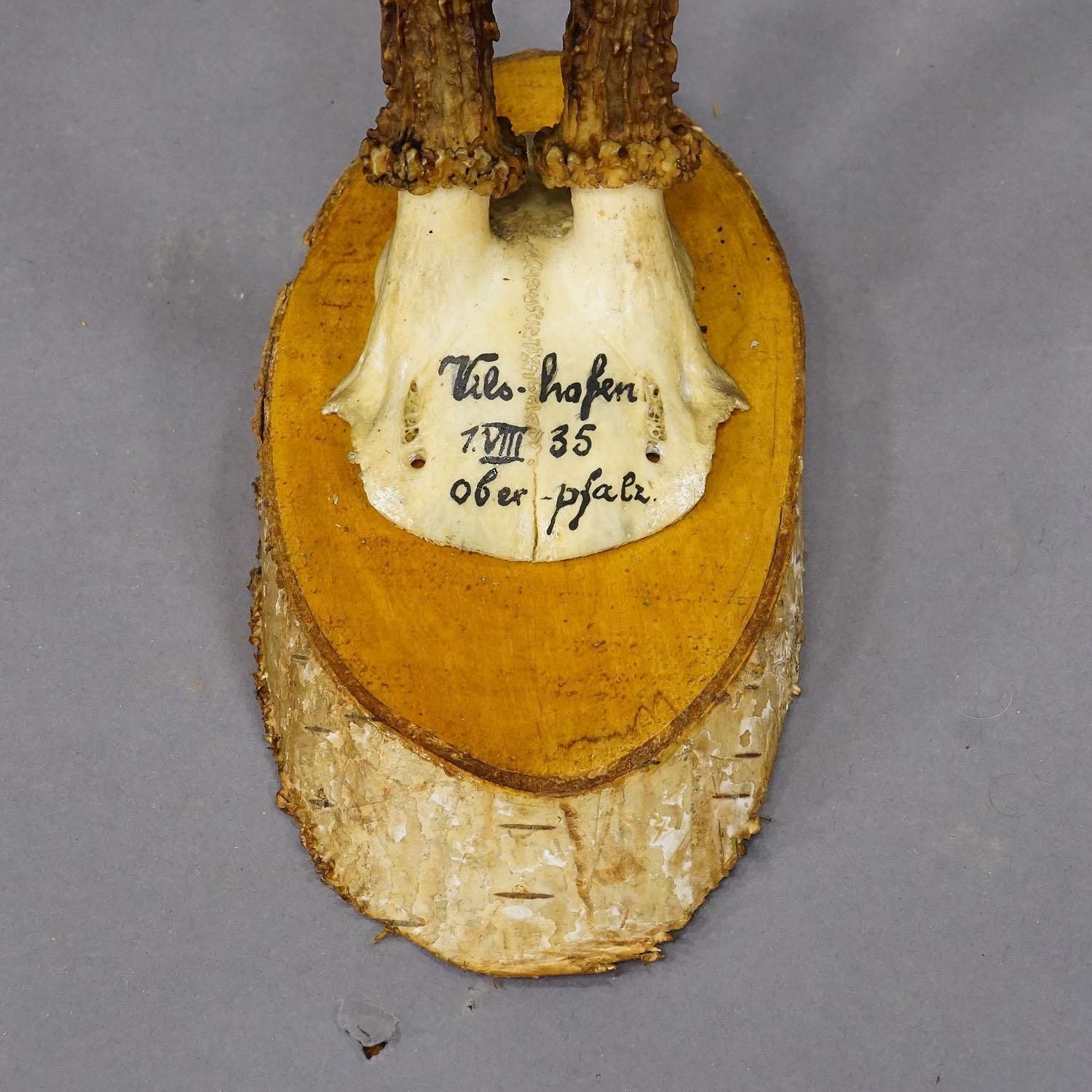 Set Of Six Roe Deer Trophies On Wooden Slices Germany Ca. 1930s photo vinterior