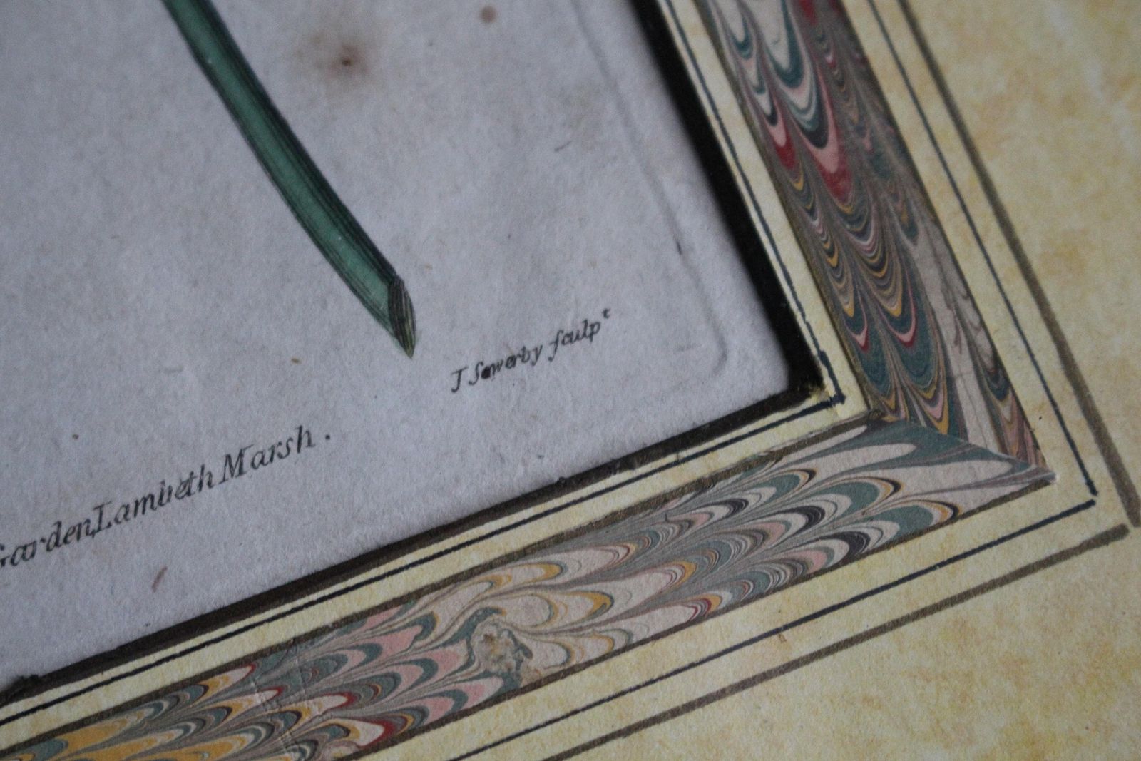 Late 18 C W.Curtis Hand Coloured Botanical Lithograph Plates Faux Marble Mounts photo vintage