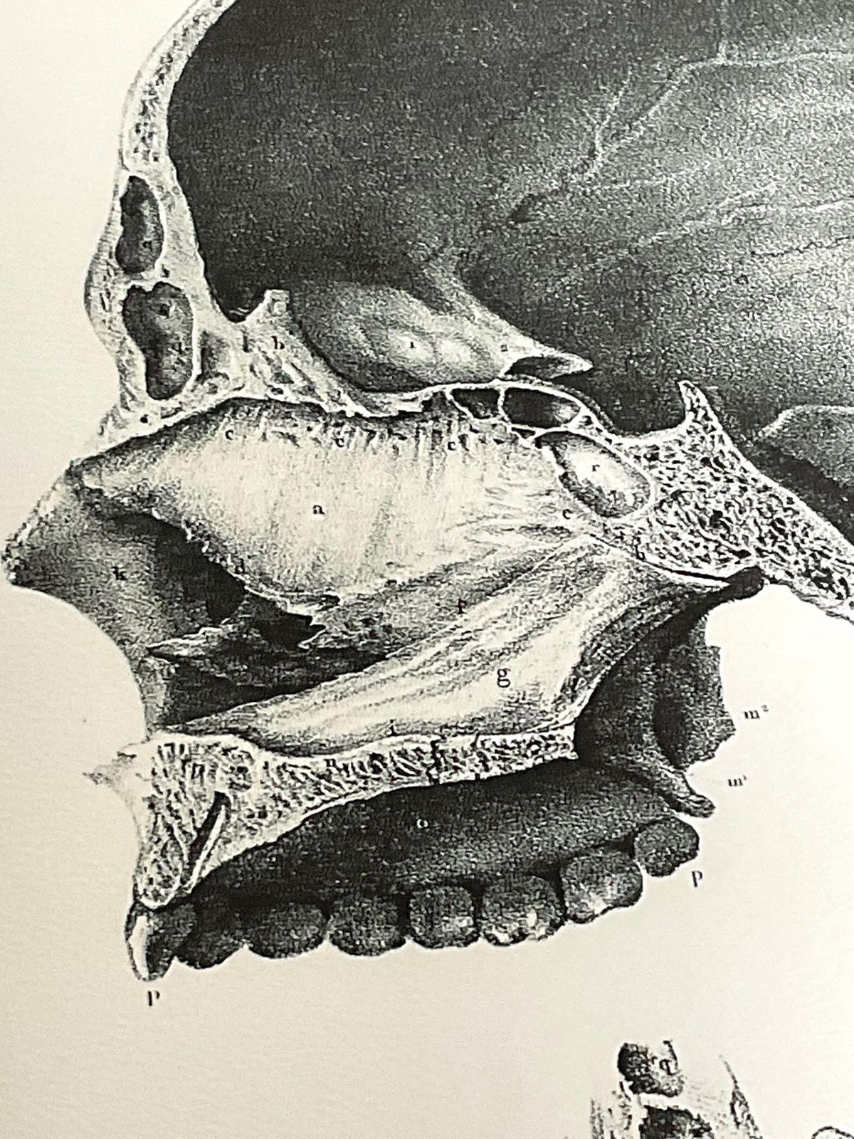 Rare Anatomical Giclée Print. Large Wall Art. Anatomical Print From 19th Century Original. photo furniture