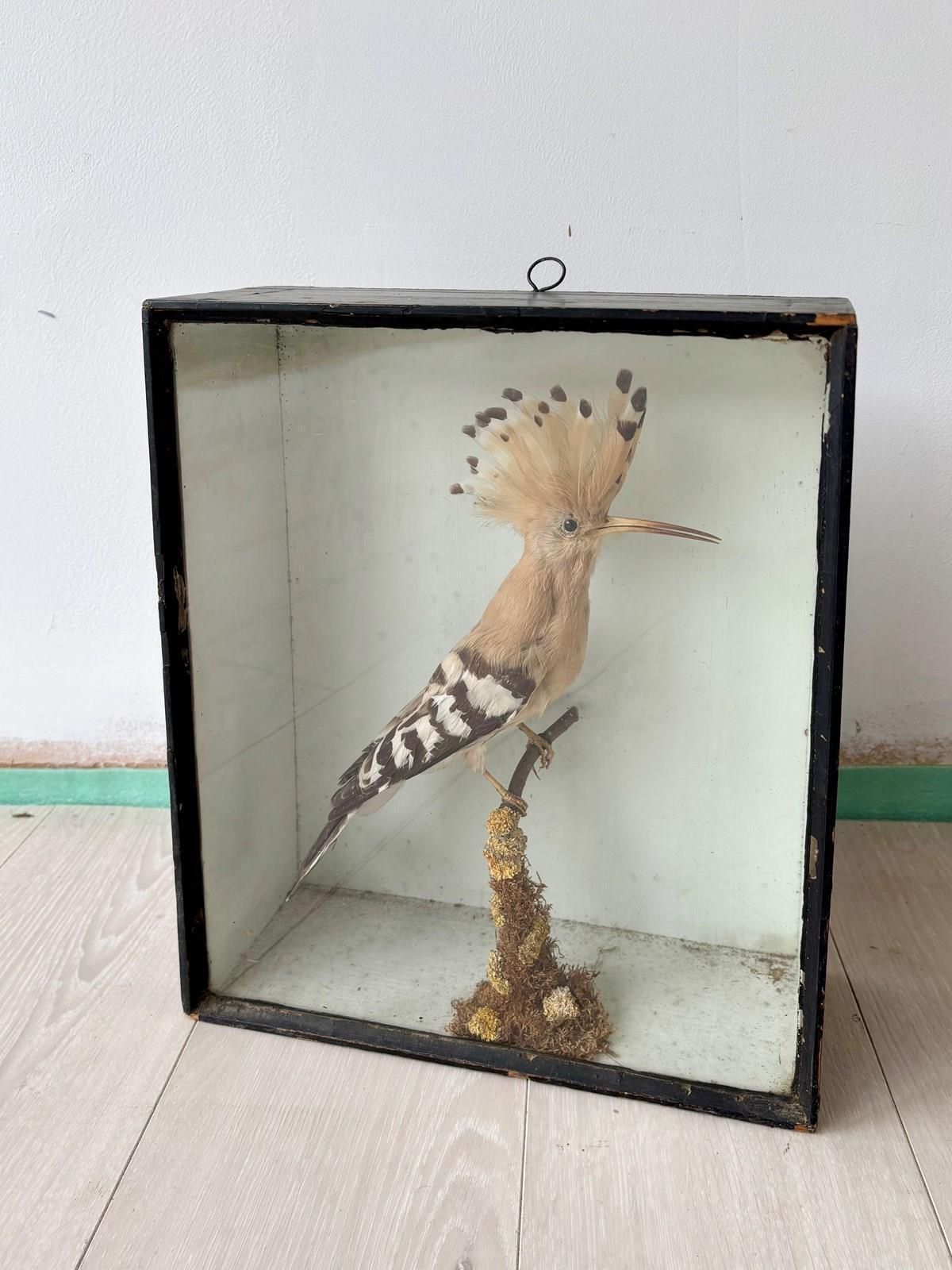 Antique Taxidermy Hoopoe By T Hall photo furniture
