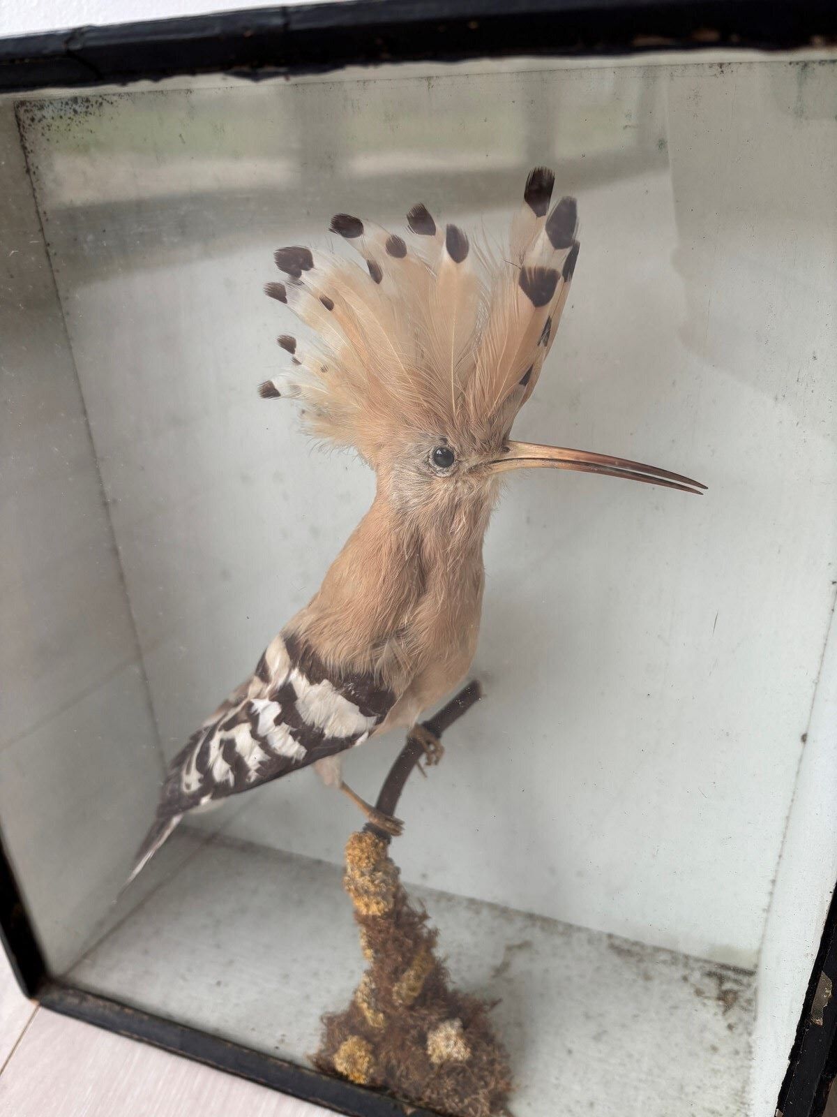 Antique Taxidermy Hoopoe By T Hall photo for sale