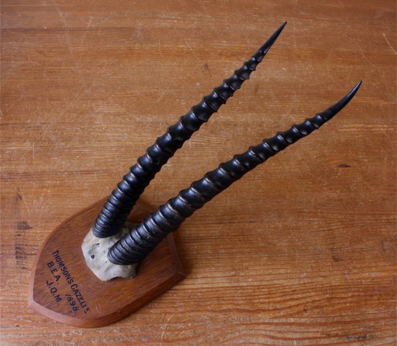 Antique Mounted Thomson's Gazelle Trophy. Taxidermy Long Antelope Horns. 1898. photo for sale
