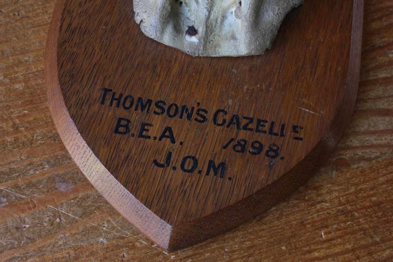 Antique Mounted Thomson's Gazelle Trophy. Taxidermy Long Antelope Horns. 1898. photo vintage