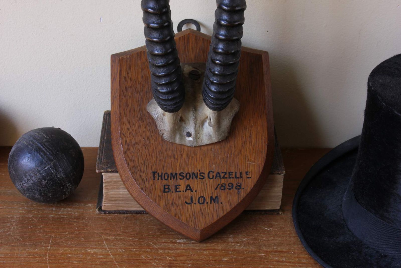photo for sale Antique Mounted Thomson's Gazelle Trophy. Taxidermy Long Antelope Horns. 1898.