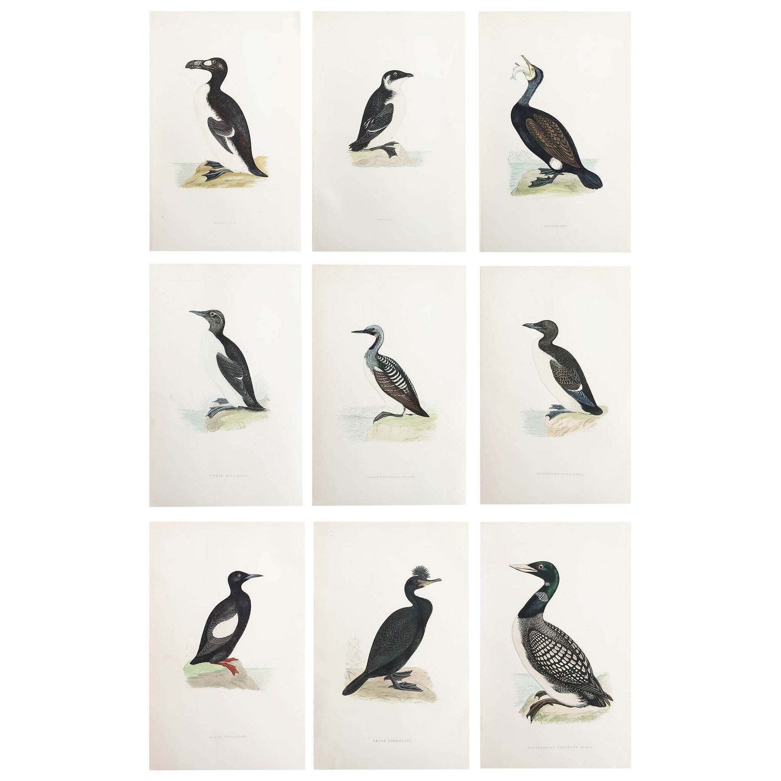 Set Of 9 Original Antique Prints Of Waterbirds After Francis Lydon, C.1880