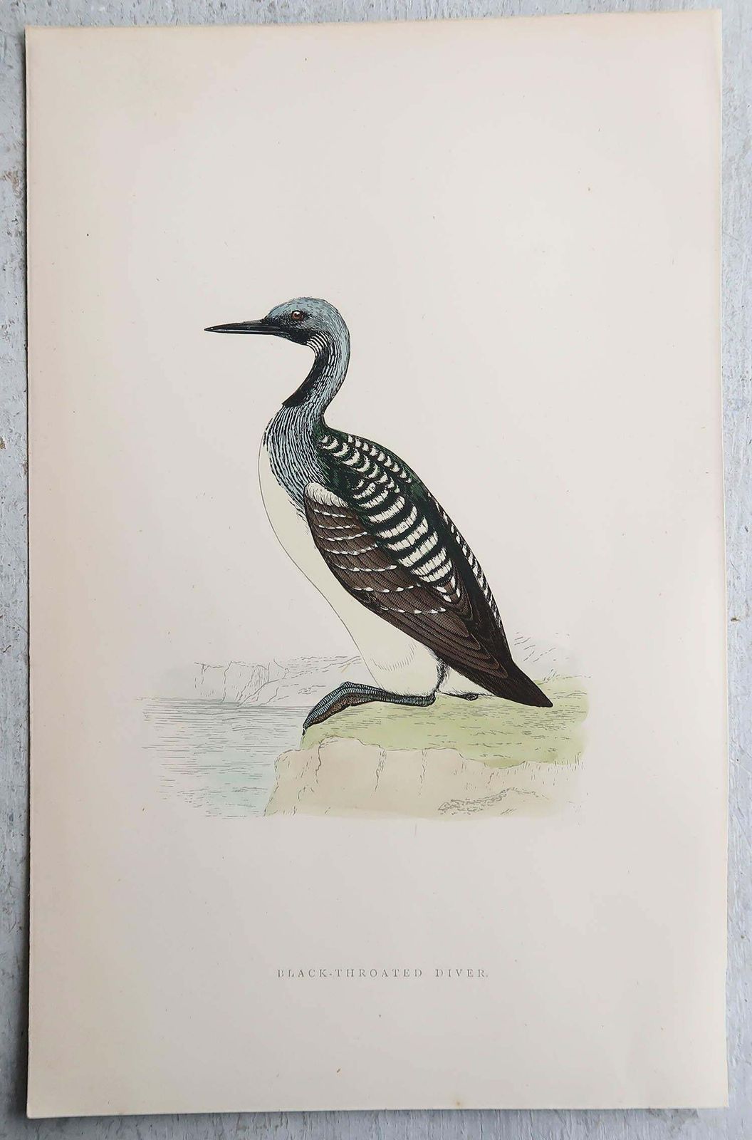 Set Of 9 Original Antique Prints Of Waterbirds After Francis Lydon, C.1880 photo Art
