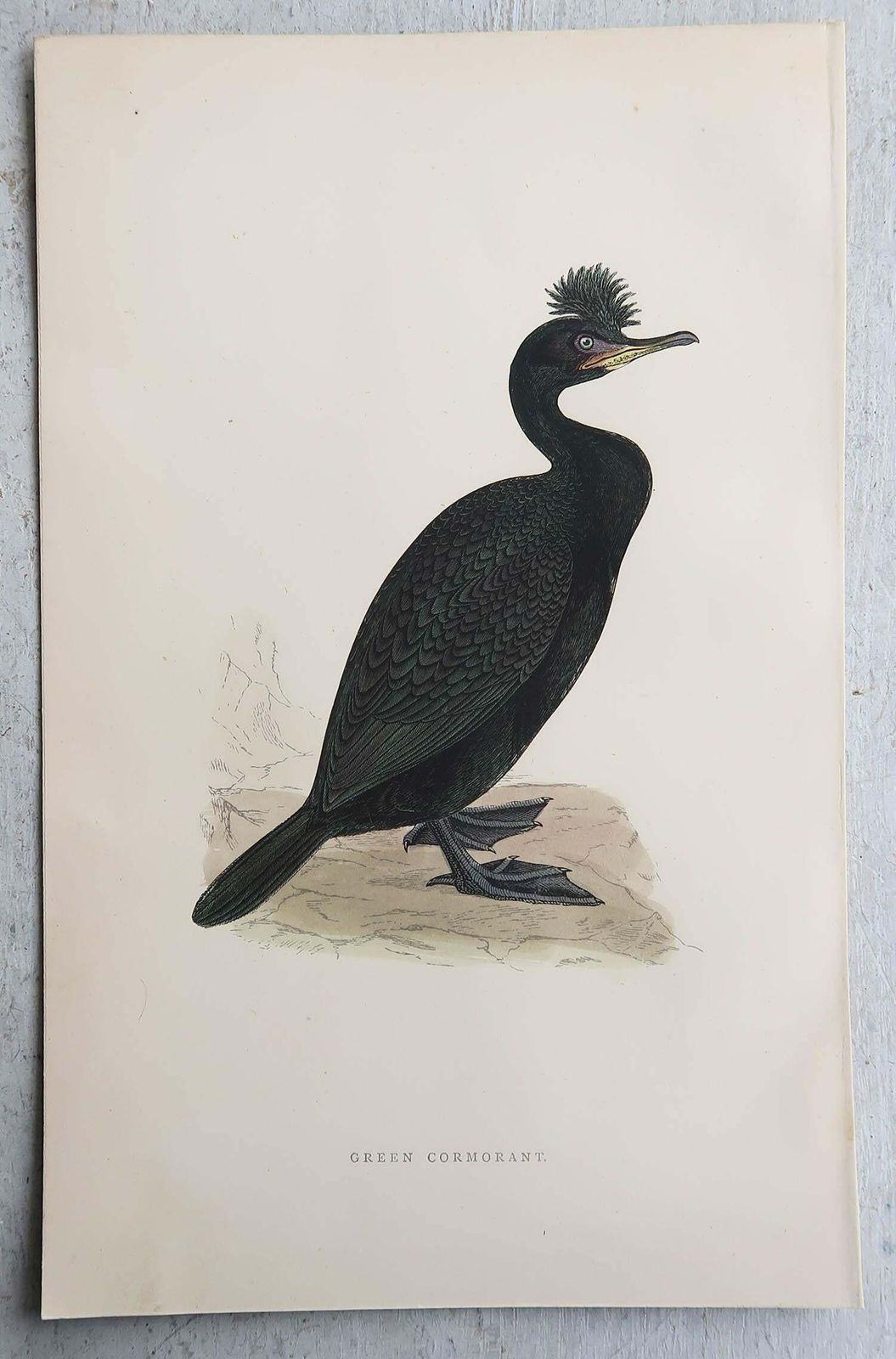 Set Of 9 Original Antique Prints Of Waterbirds After Francis Lydon, C.1880 photo vintage