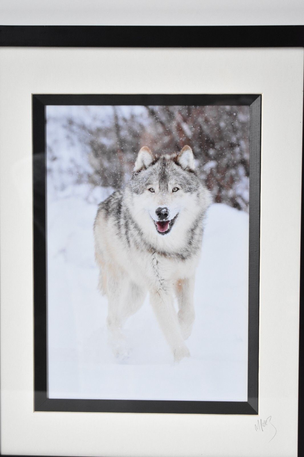 Wolf Original Photography Print Mounted Framed Mike Perez Wildlife Wolves Signed photo Art