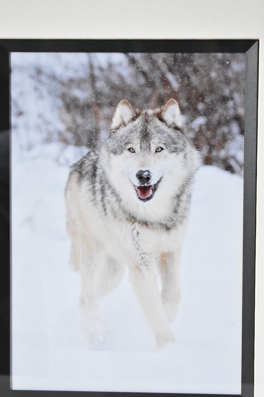 Wolf Original Photography Print Mounted Framed Mike Perez Wildlife Wolves Signed photo 50.0