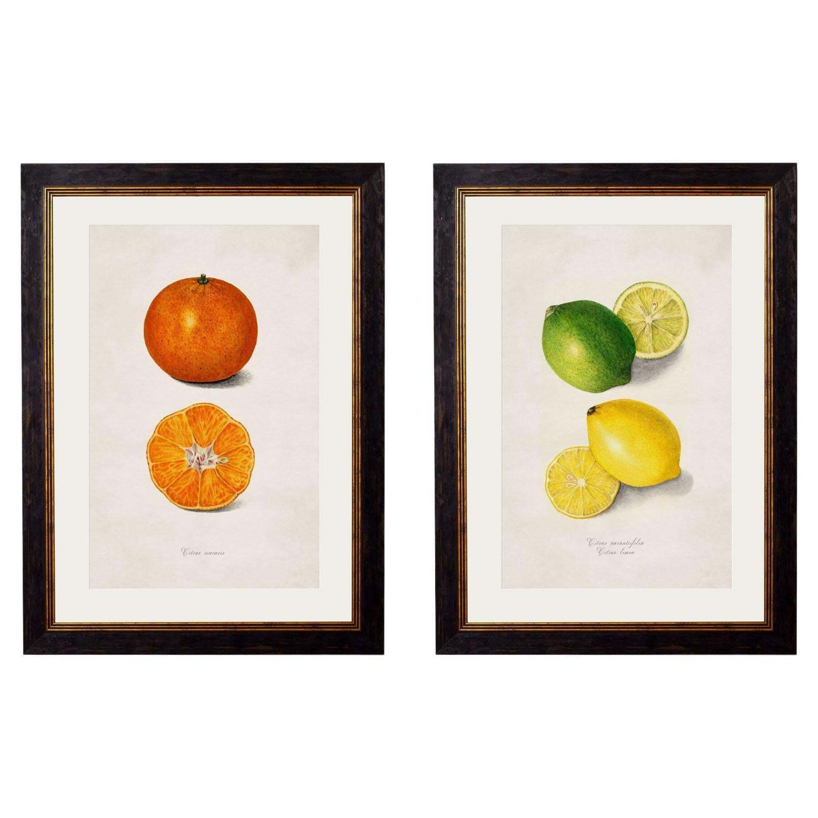 Set Of Two Framed Prints Of Citrus Fruit Study From Originals Of 1886, New