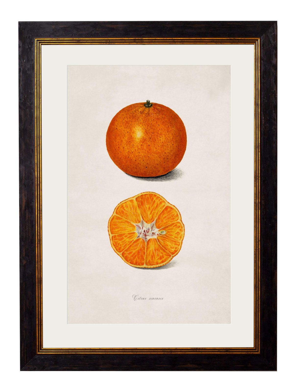 Set Of Two Framed Prints Of Citrus Fruit Study From Originals Of 1886, New photo 295.0