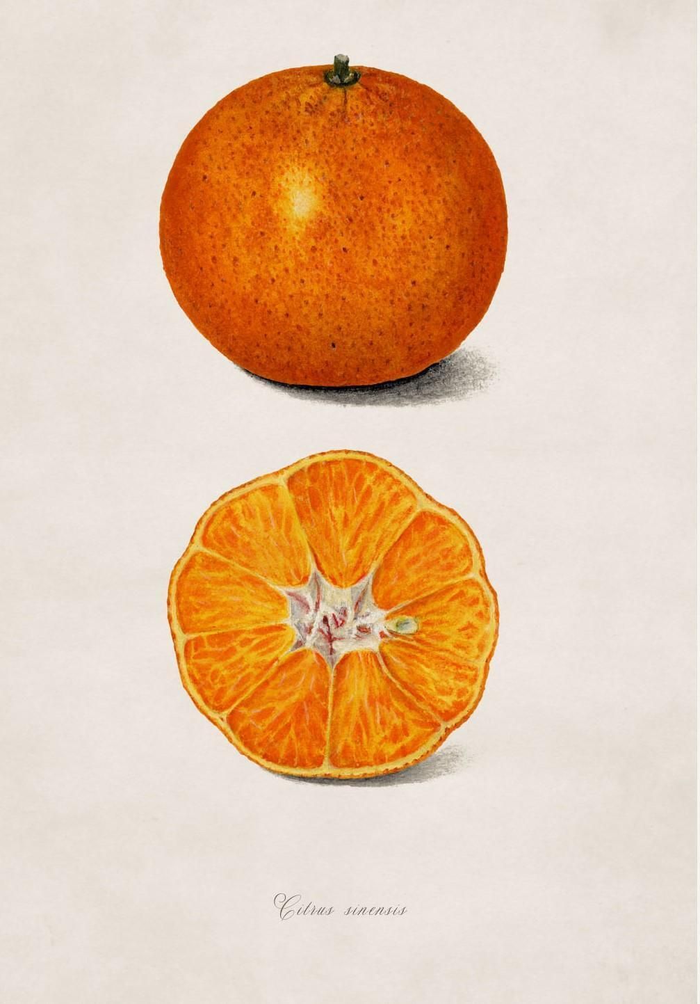 Set Of Two Framed Prints Of Citrus Fruit Study From Originals Of 1886, New photo vinterior