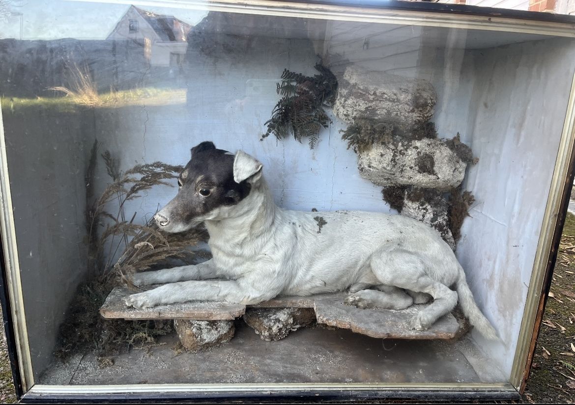 Victorian Cased Full Mount Jack Russel ‘Neddy The Rat Catcher Of Worcester Abby’ photo for sale