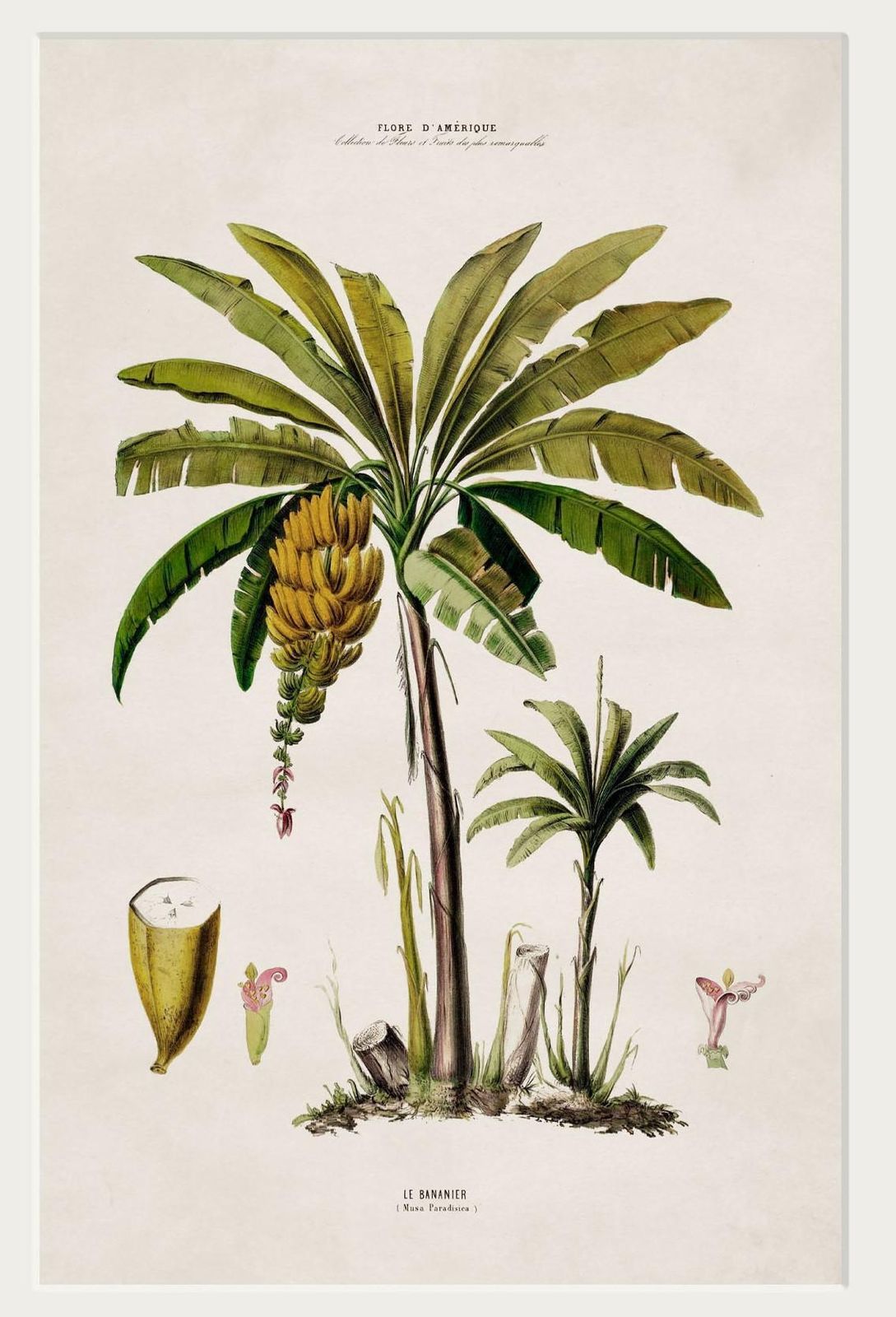 South American Banana Palm Tree Framed Print From C 1843 Study, New photo furniture