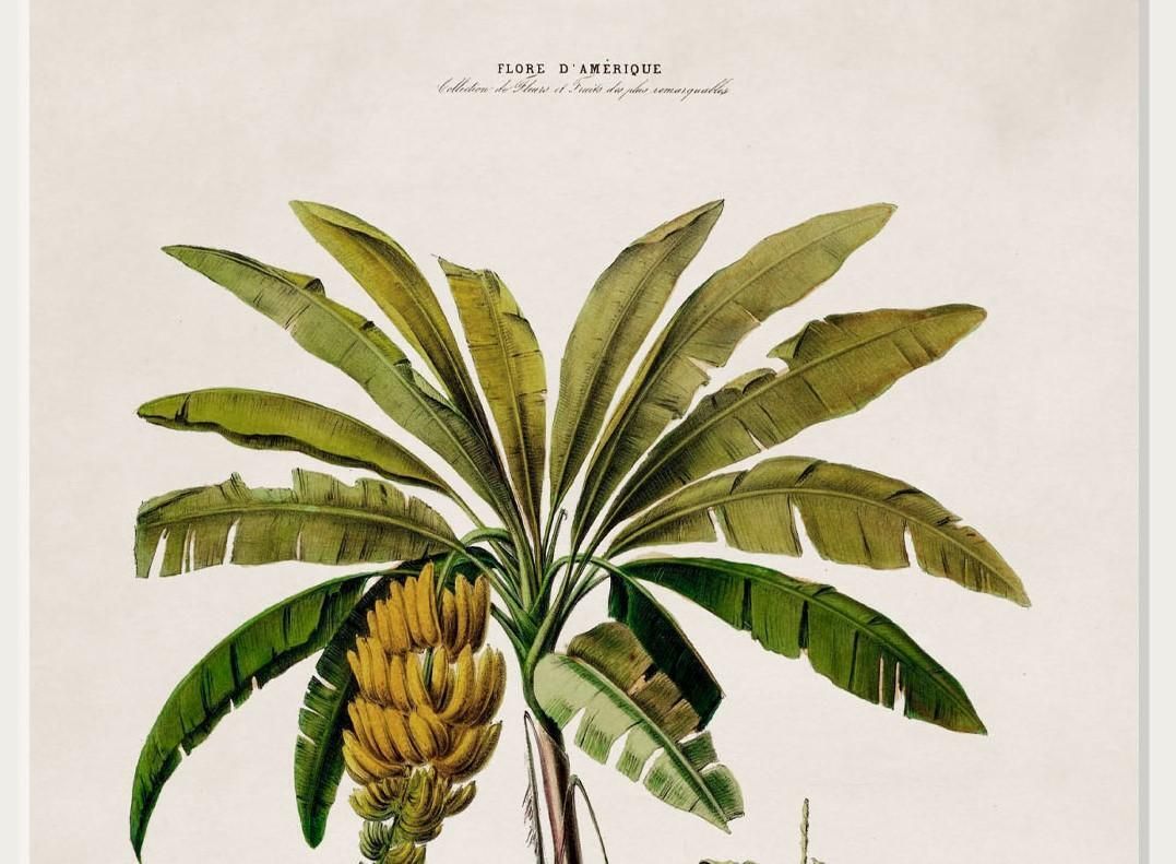 South American Banana Palm Tree Framed Print From C 1843 Study, New photo Art