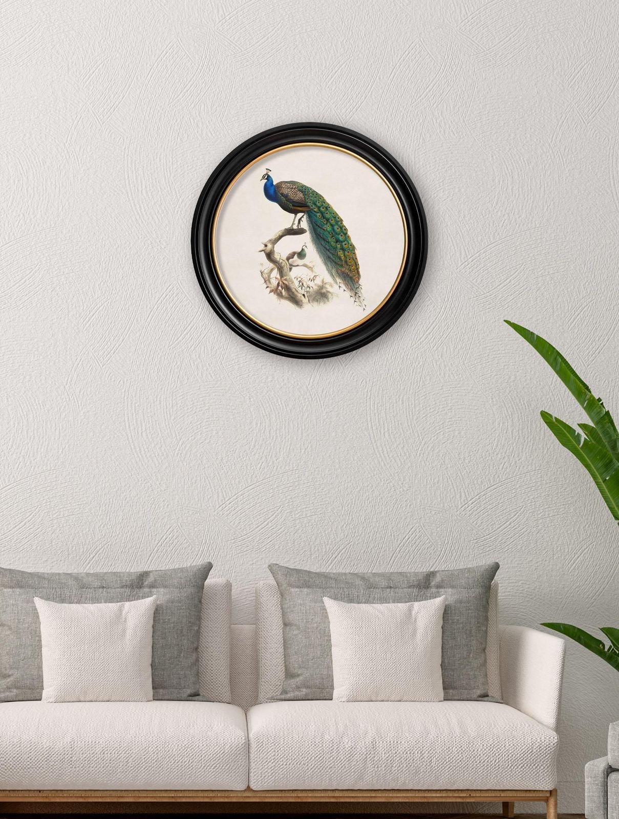 Peacock Framed Print British Natural History Illustration Of Early 1800's, New photo furniture
