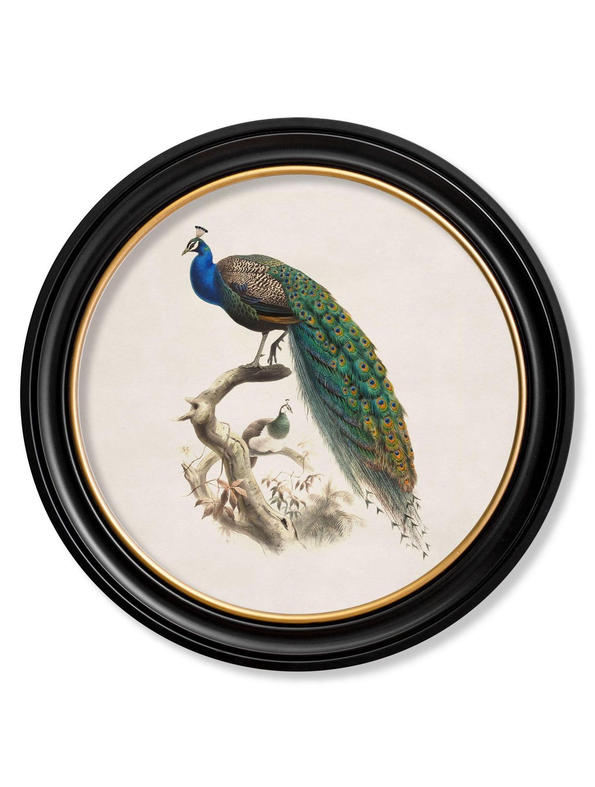Peacock Framed Print British Natural History Illustration Of Early 1800's, New photo for sale