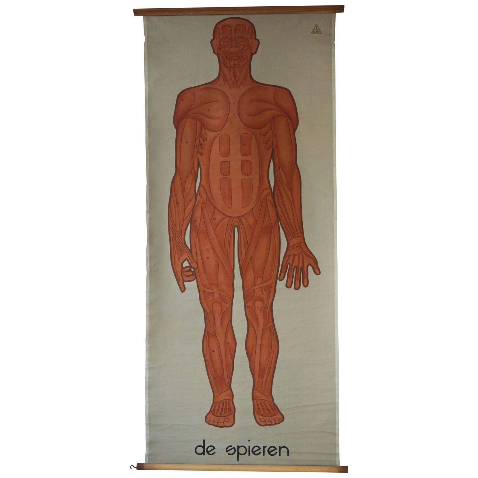 Vintage Anatomical Chart Muscular Structure Of Man
