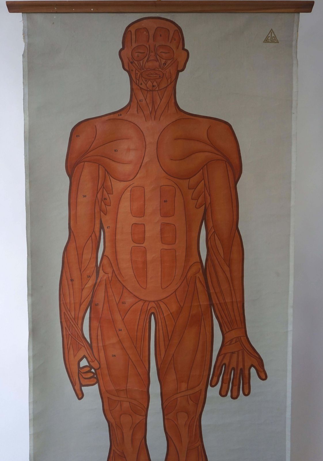 Vintage Anatomical Chart Muscular Structure Of Man photo for sale