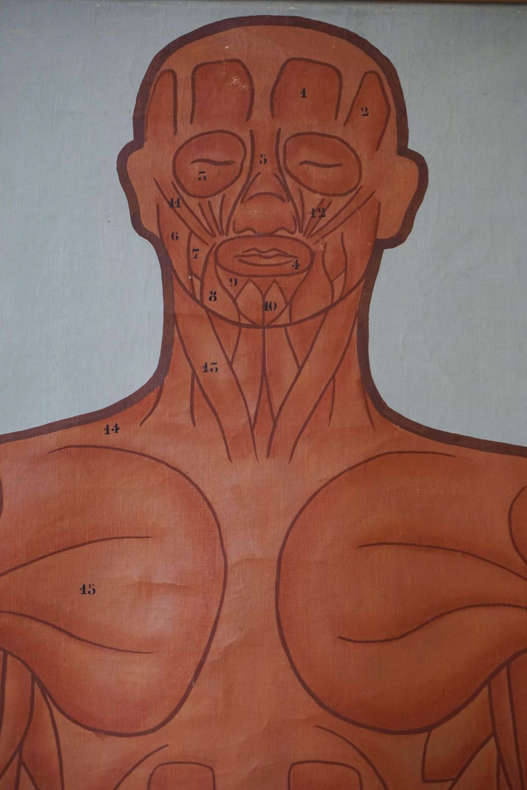 Vintage Anatomical Chart Muscular Structure Of Man photo vinterior