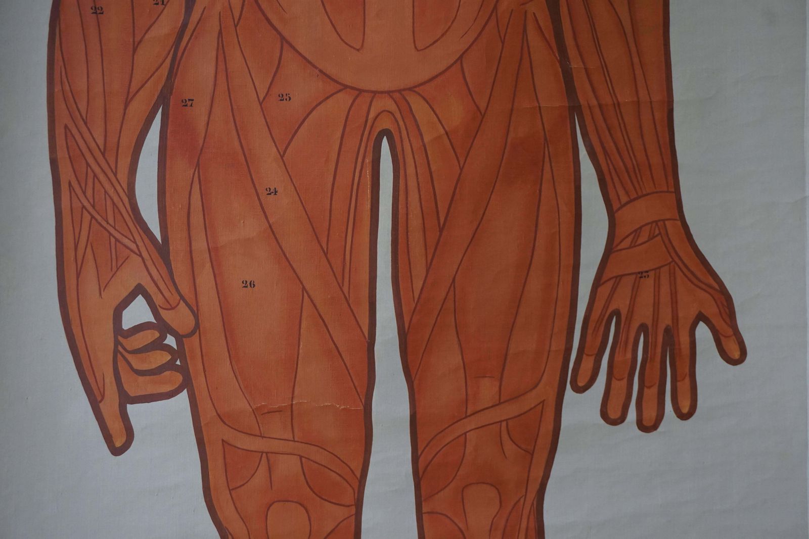 Vintage Anatomical Chart Muscular Structure Of Man photo vintage
