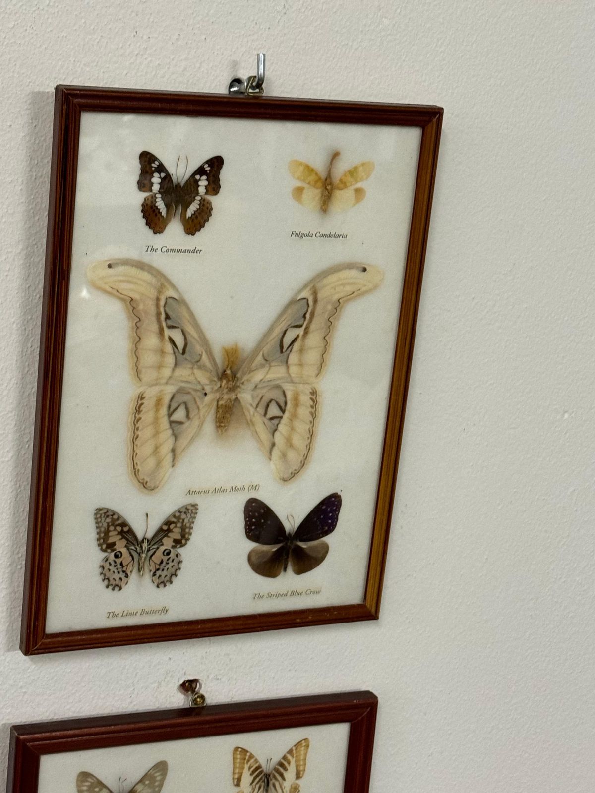 Butterfly Taxidermy Entomology Display Cases photo 757.0