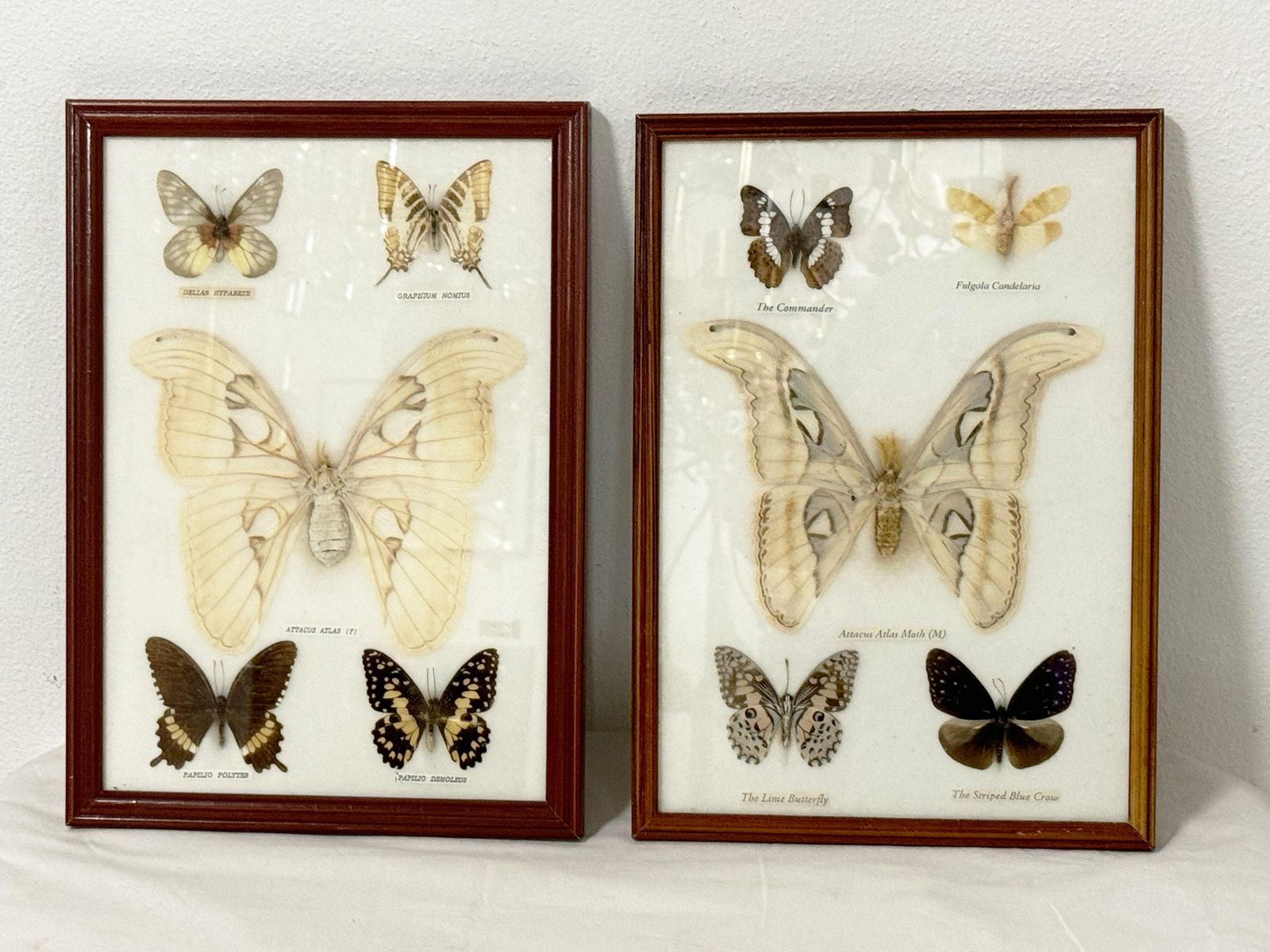 photo furniture Butterfly Taxidermy Entomology Display Cases