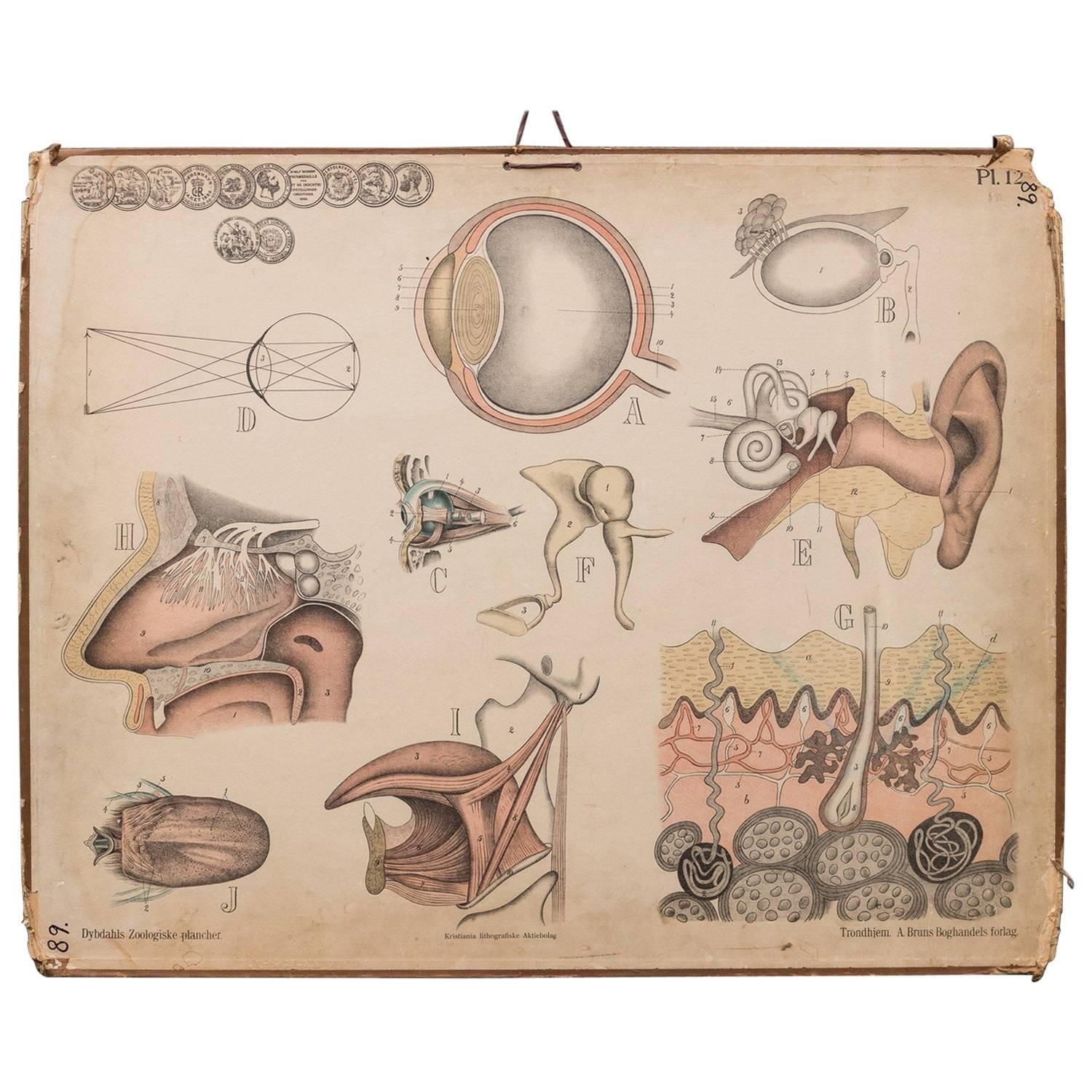 Antique Swedish School, Medicine, Teaching Chart, Poster
