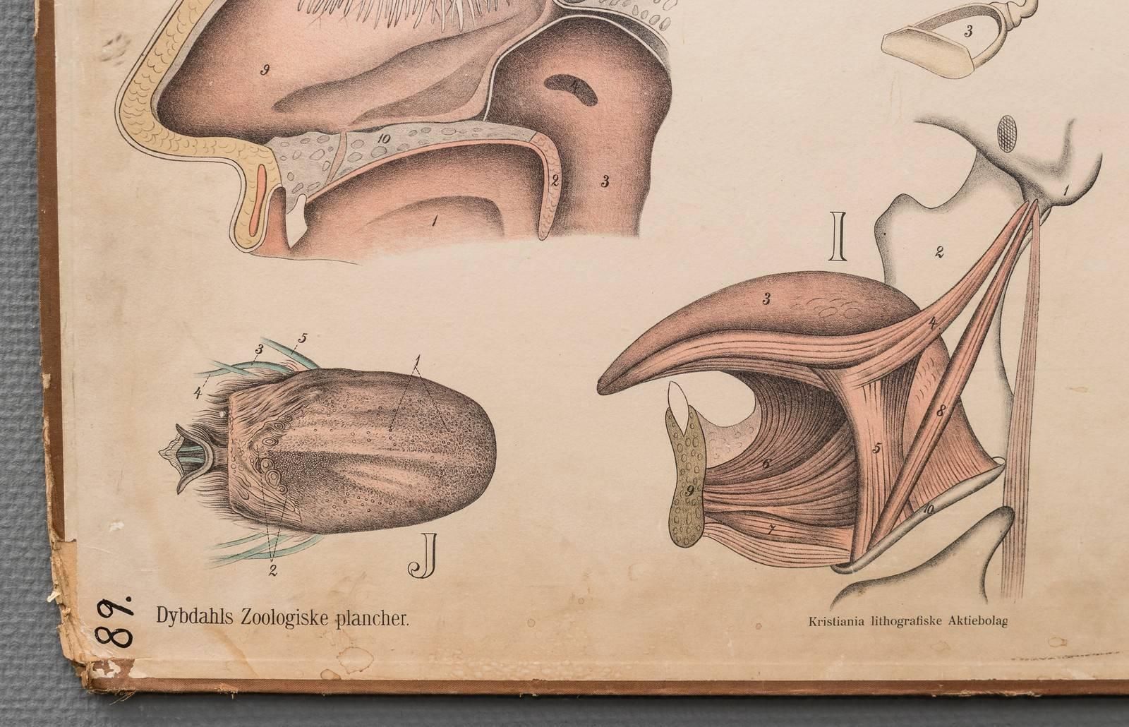 Antique Swedish School, Medicine, Teaching Chart, Poster photo for sale