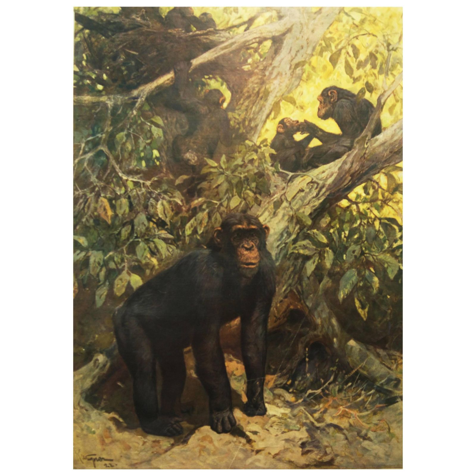 Antiek Duits Schoolplaat, Leskaart, Poster "Chimpansee"
