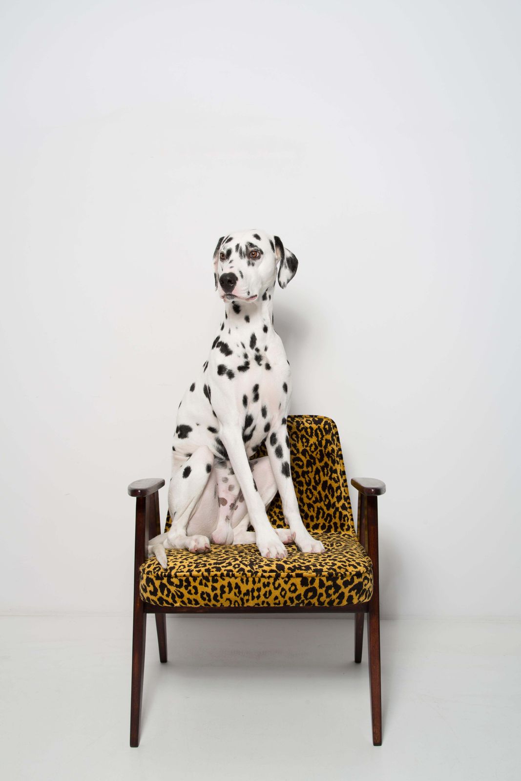 Mid Century 366 Armchair In Leopard Velvet, Jozef Chierowski, Europe 1960s photo 1361.0