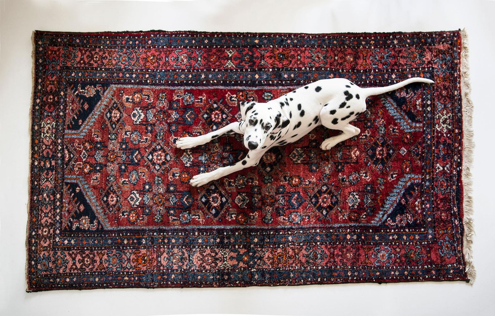 Mid Century Wool Carpet, France, Europe, 1960s photo buy
