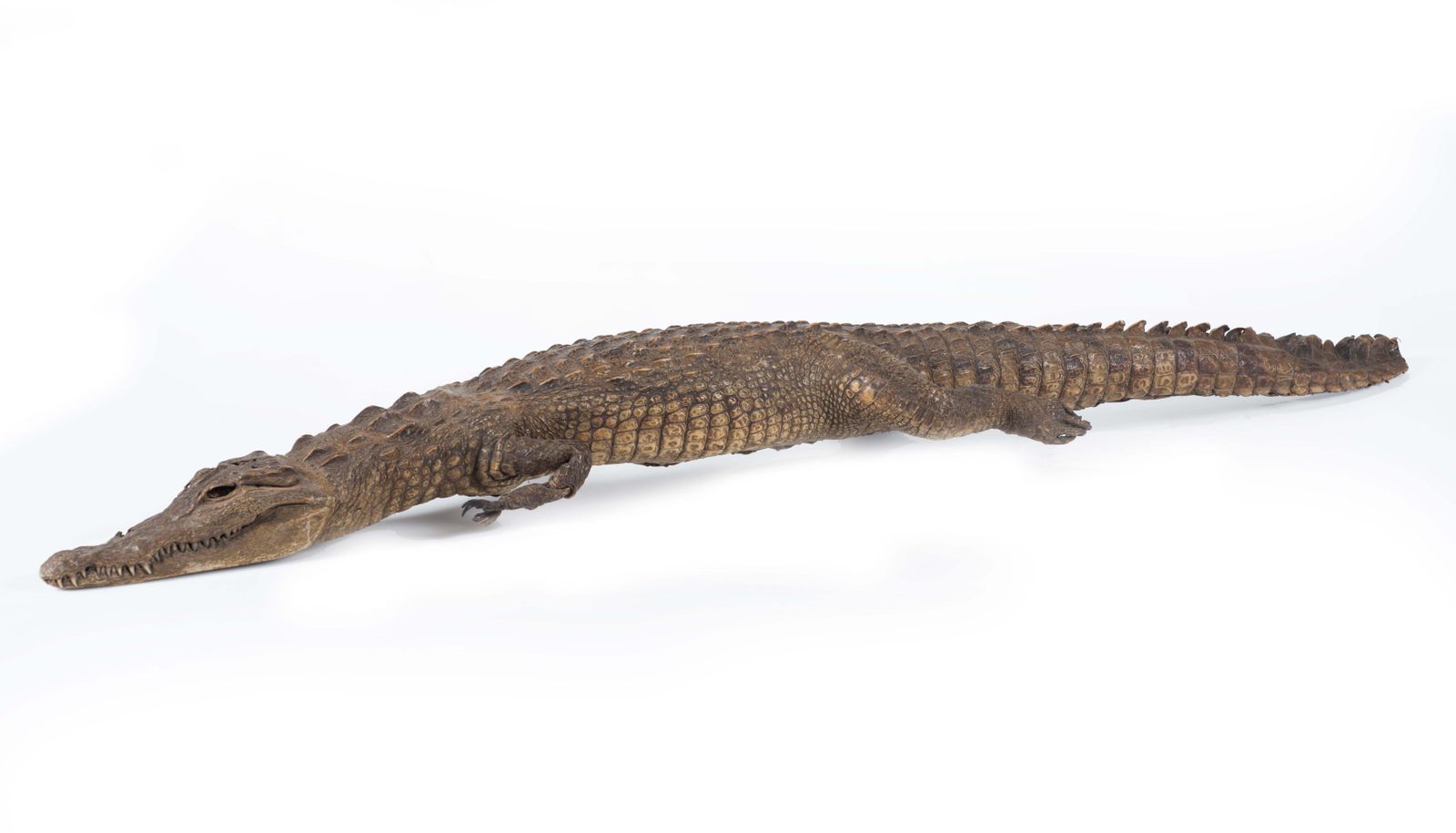 Three Vintage Embalmed Crocodiles, First Half Of The 20th Century photo 3317.0