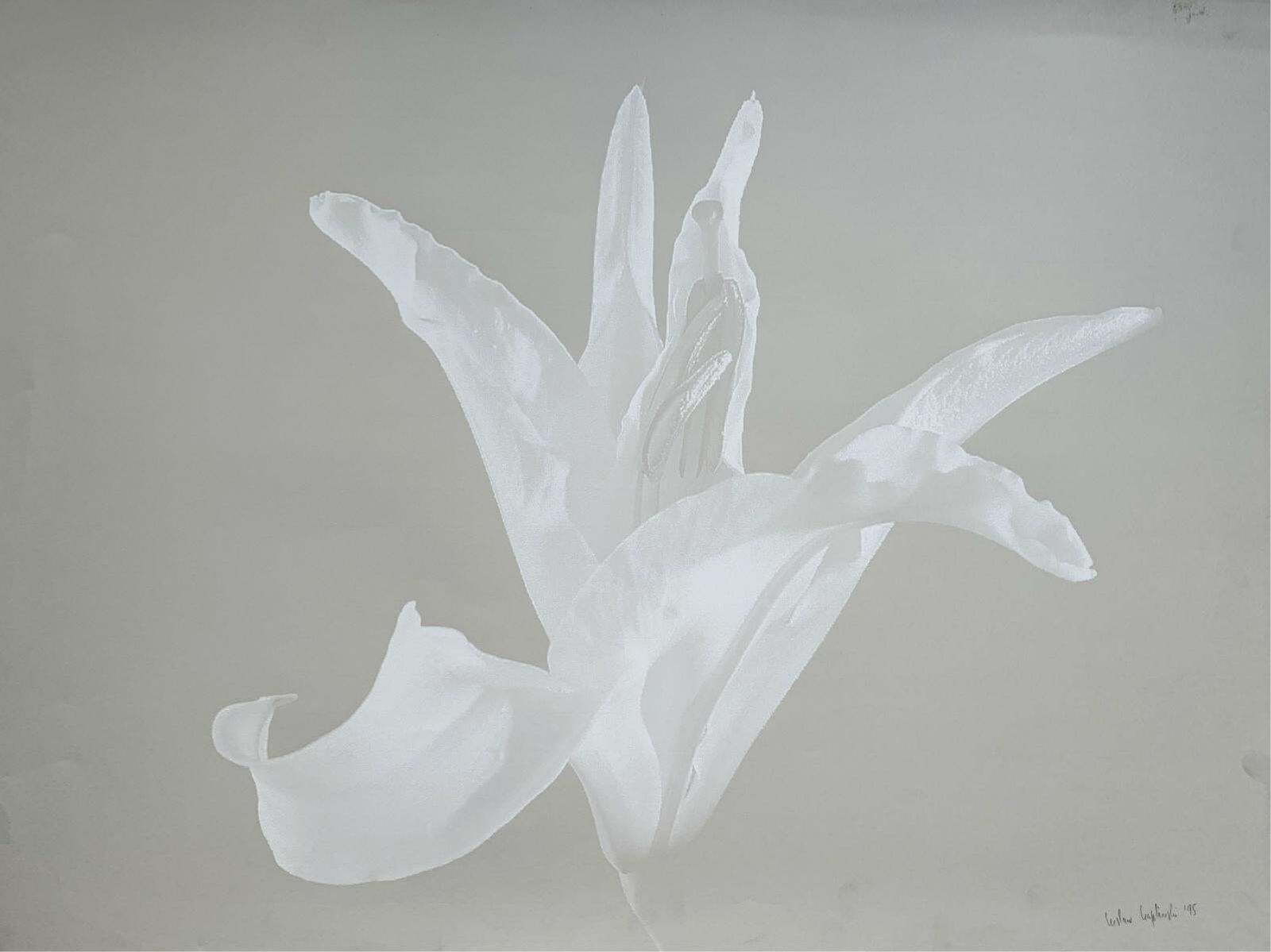 Czeslaw Czaplinskia Lily. Photo On Matte Paper, Still Life, Floral, Monochromatic, Polish Artist1995