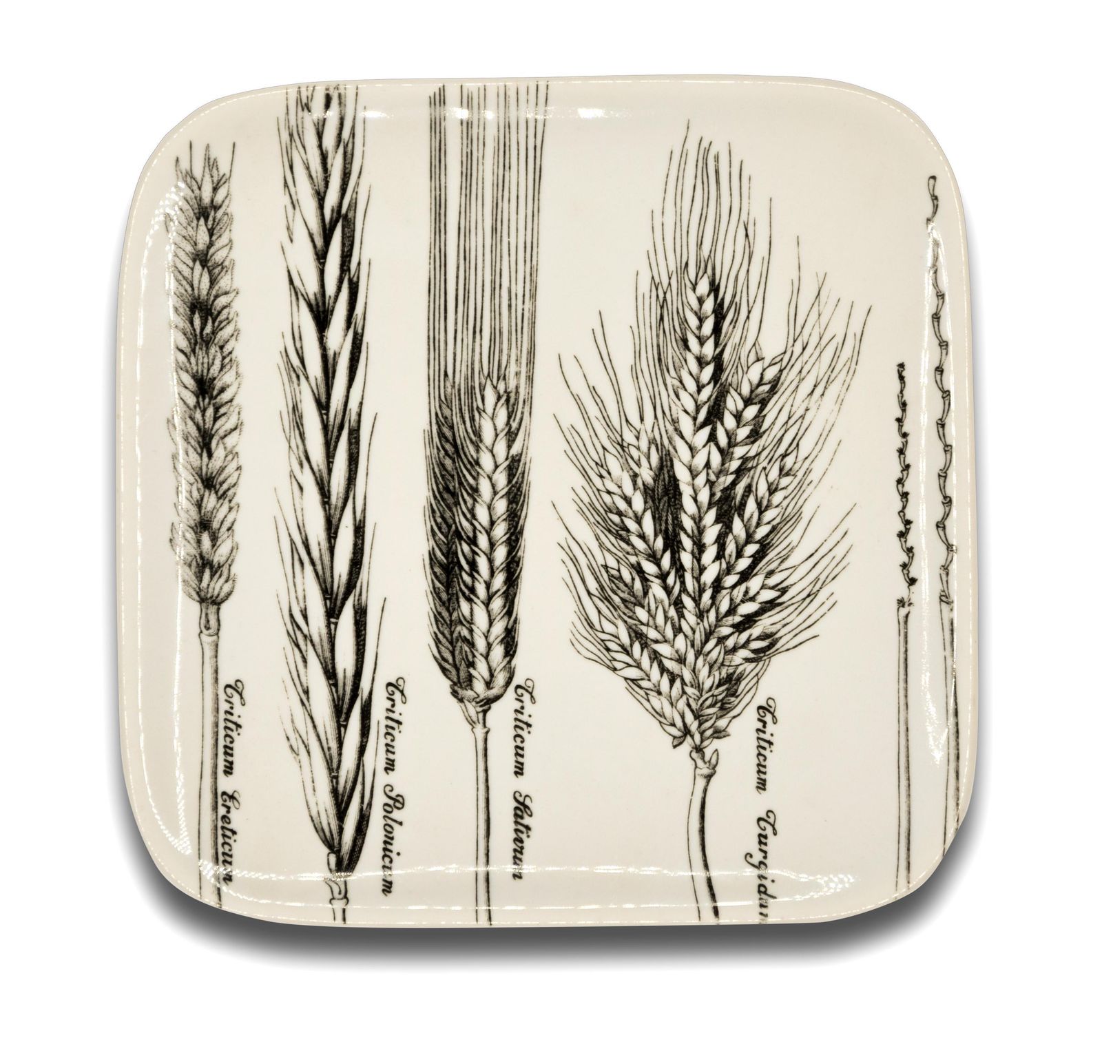 Six Dishes "Serie Spighe" 'Spikes Series' By Piero Fornasetti, 1960s photo Home Decor