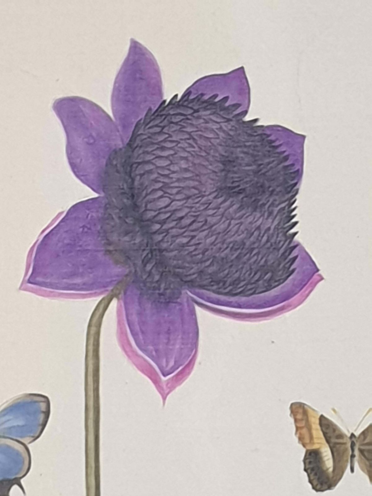 La Roche Laffitte Botanical Studies, Pair Of Watercolours On Silk On Handmade Paper, Anemones photo furniture
