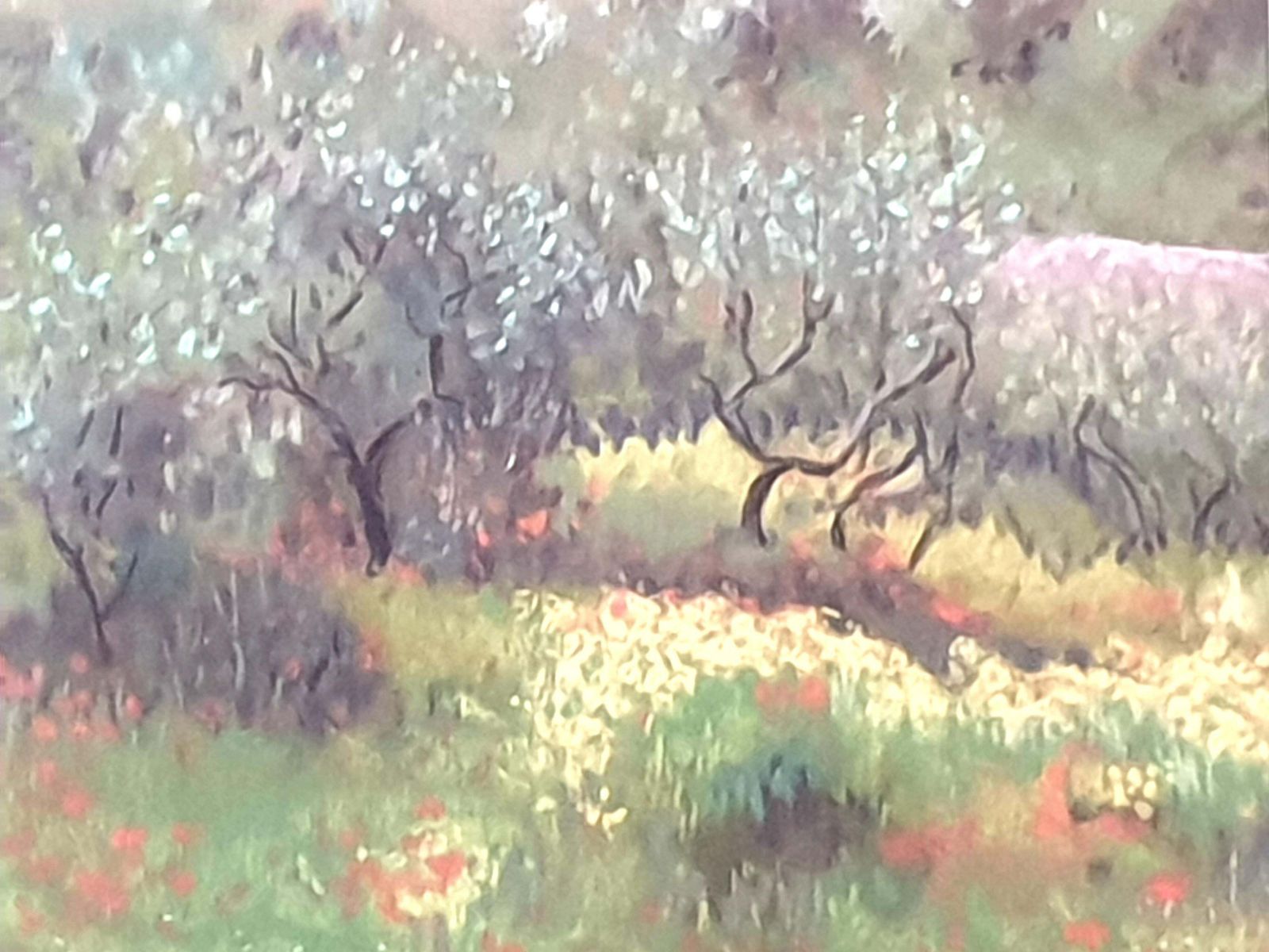 Miranda Mcarthur Olive Grove And Poppies, Contemporary Impressionist Pastel On Paper.2022 photo vinterior
