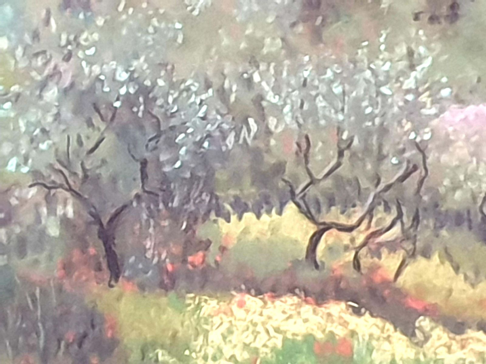 Miranda Mcarthur Olive Grove And Poppies, Contemporary Impressionist Pastel On Paper.2022 photo buy