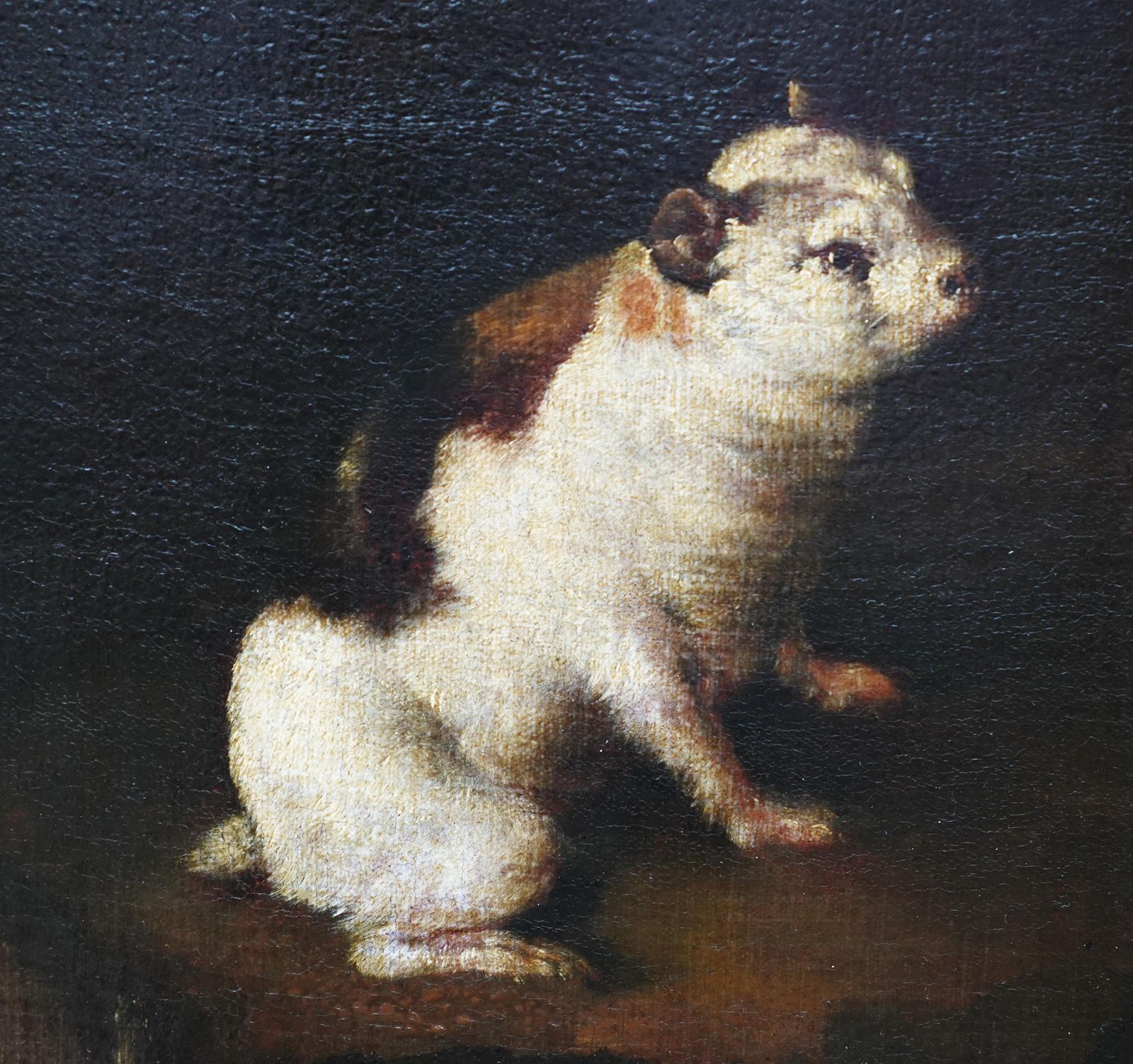 Rabbits Dove And Guinea Pig In An Interior   Italian Old Master Art Oil Paintingcirca 1650 photo for sale