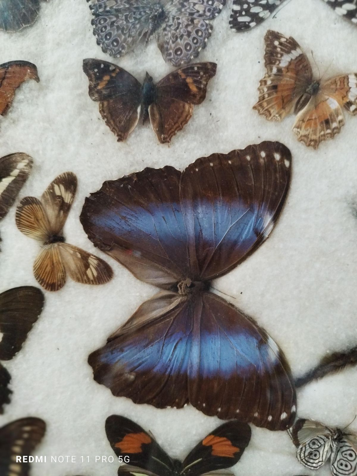 Collections Of  Butterflies And Insectin Taxidermy From The 60s photo Home Decor