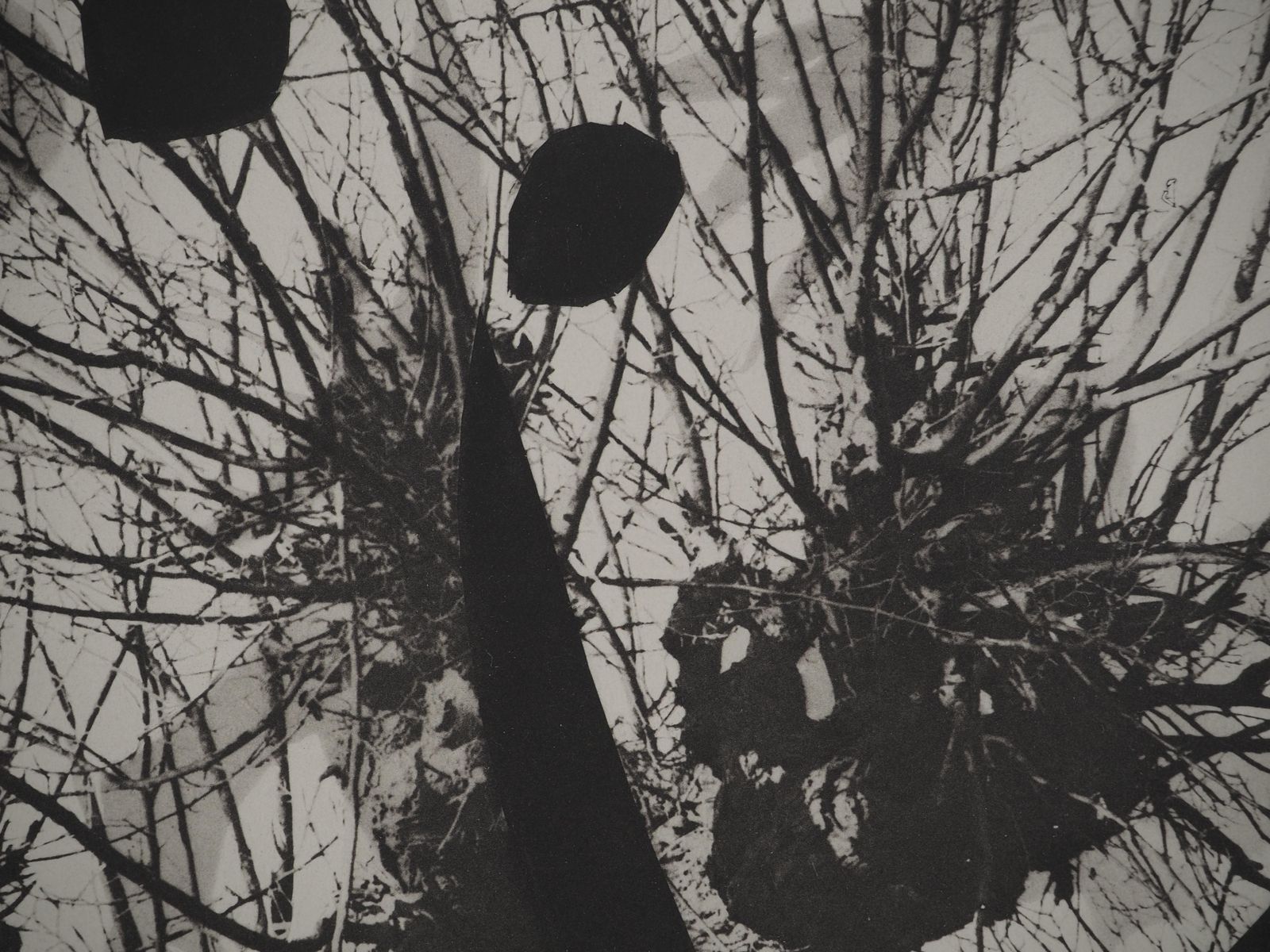 Pablo Picassodiurnes: The Guy In A Tree   Original Collotype And Stencil (Cramer #115)1962 photo 299.0