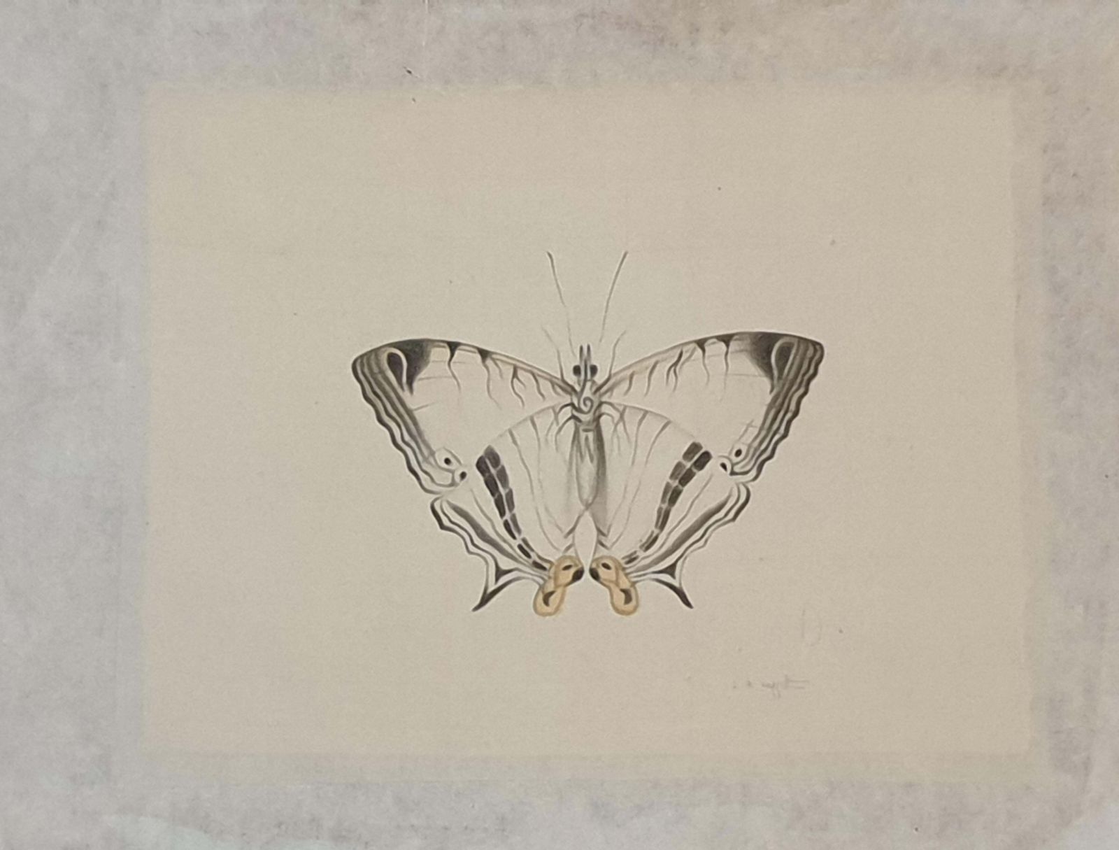 La Roche Laffittestudy Of A Butterfly, Watercolour On Silk Applied To Handmade Paper. photo furniture
