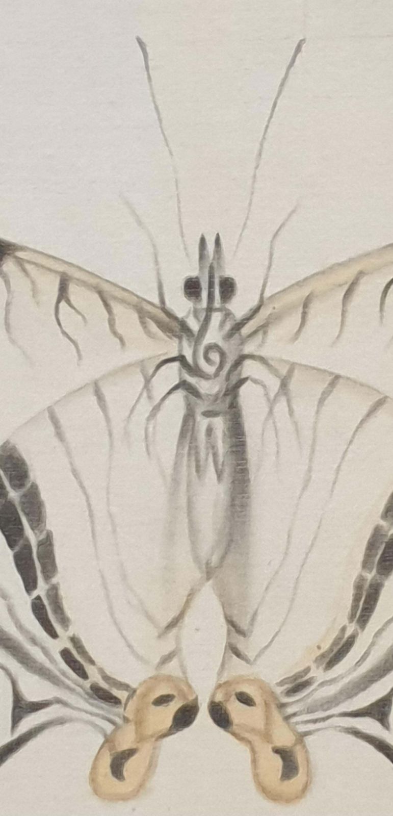 La Roche Laffittestudy Of A Butterfly, Watercolour On Silk Applied To Handmade Paper. photo Art